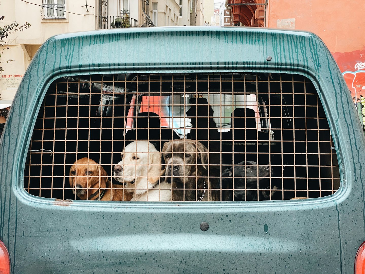 Four dogs peer out from a delivery van metal grate.