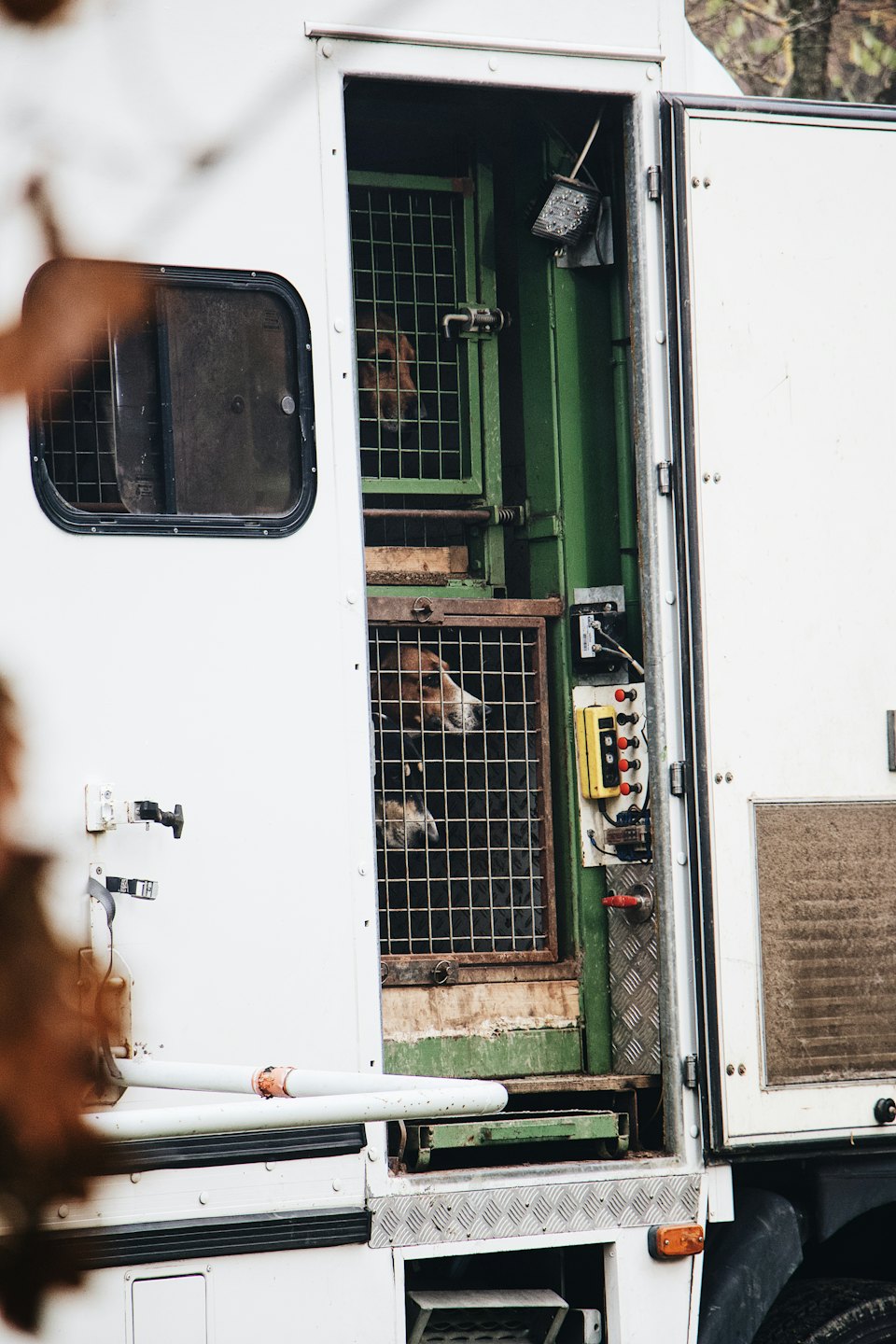 A tri-color dog peers from a metal cage in an animal transport vehicle.