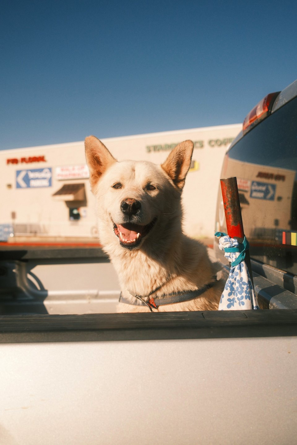 A happy dog smiles while riding in a silver pickup truck.
