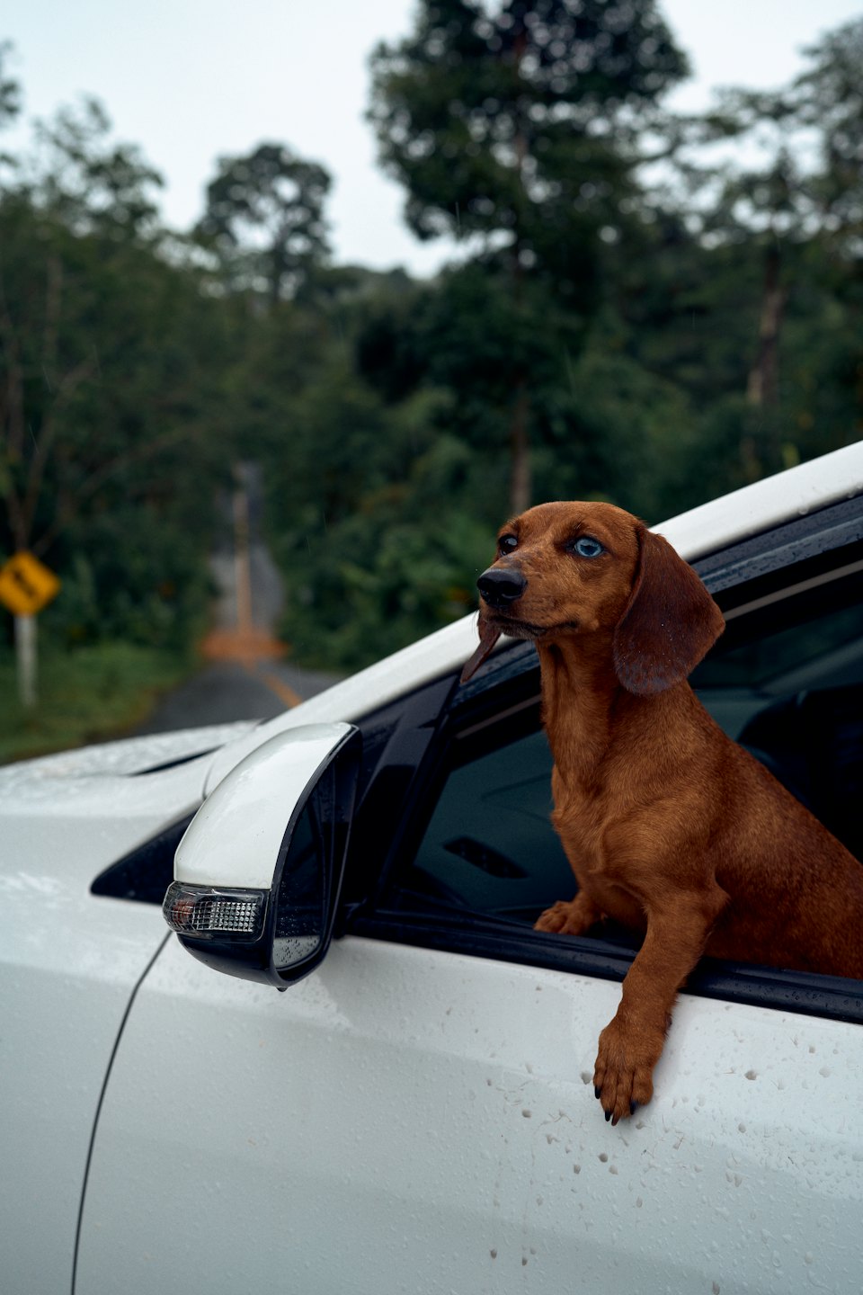Brown dachshund looking out a rain-spattered car window.