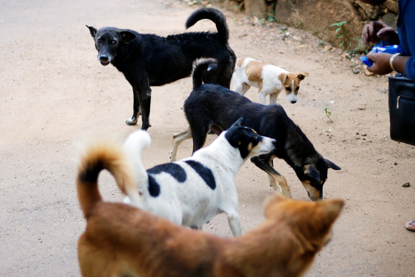 Stray dogs on a dirt road with a person's arm holding something.