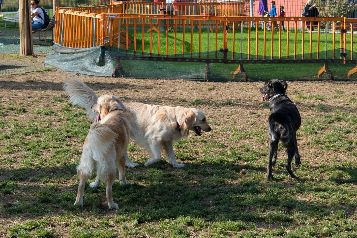 Three dogs play together in an outdoor dog park.