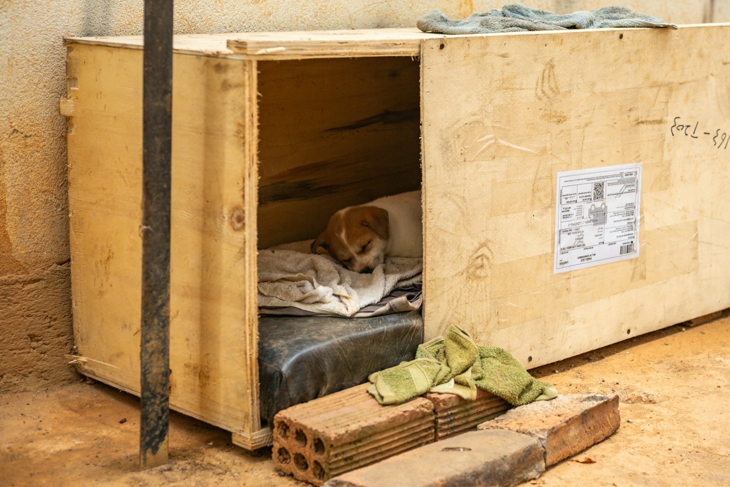Brown and white puppy sleeping inside a wooden shipping crate.