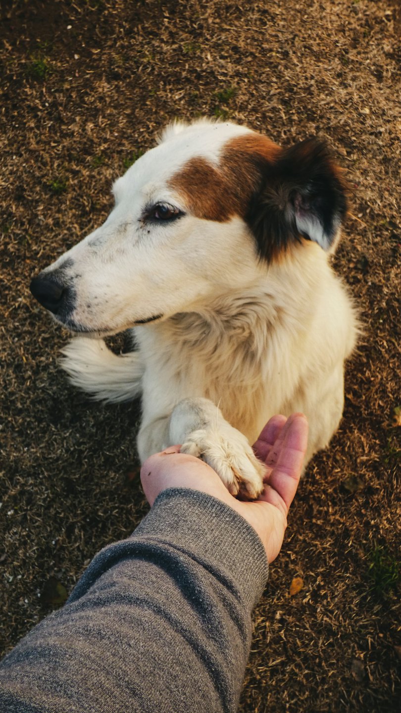 A white and brown dog reaches out to shake hands.