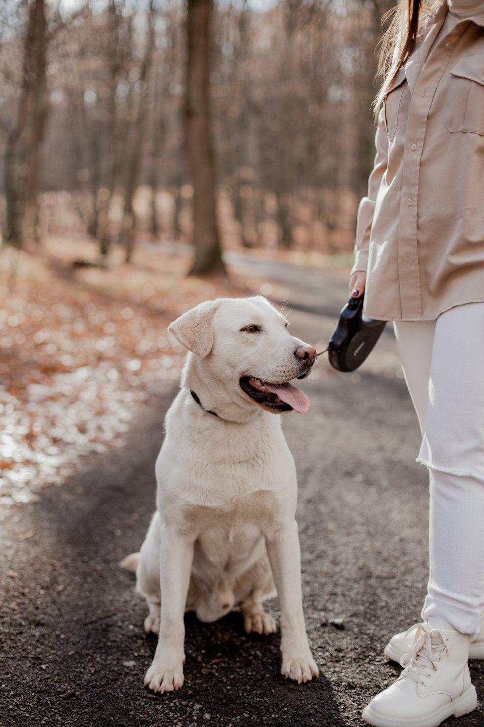A person holds a leash while a Labrador sits on a path.