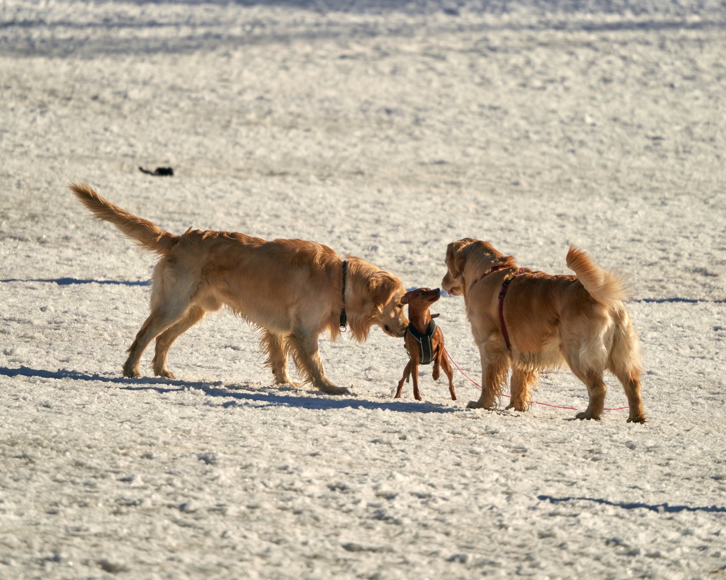 Two golden retrievers sniff a small brown dog on icy ground.
