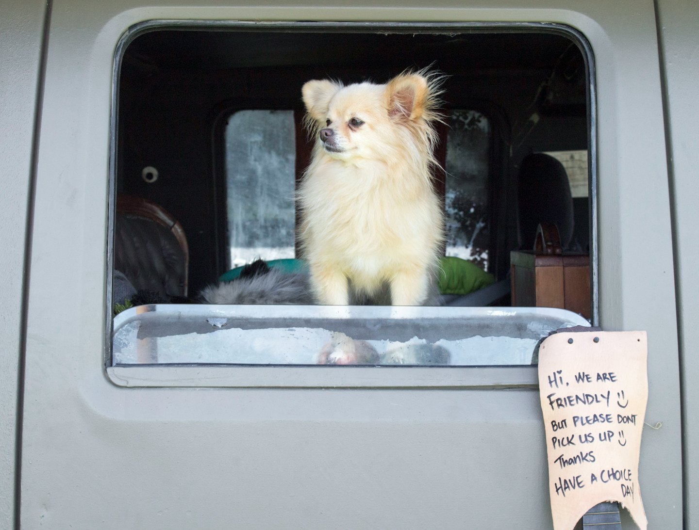 Fluffy cream dog looking out of an open car window.