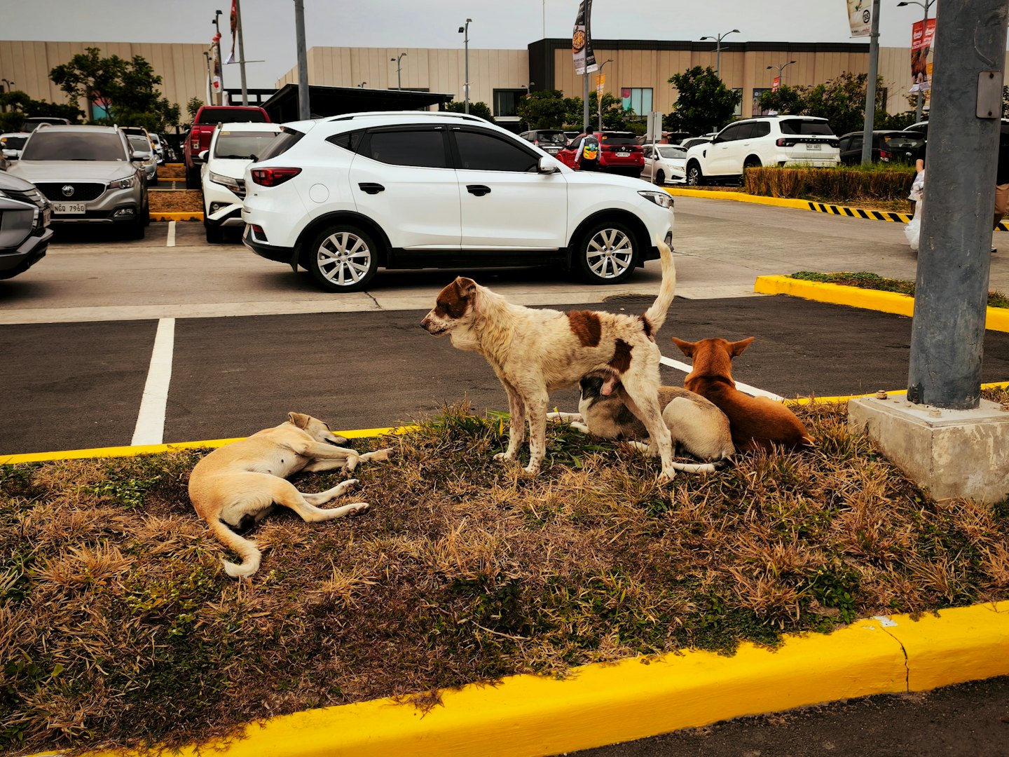 Five stray dogs rest on grass patches in a parking lot.